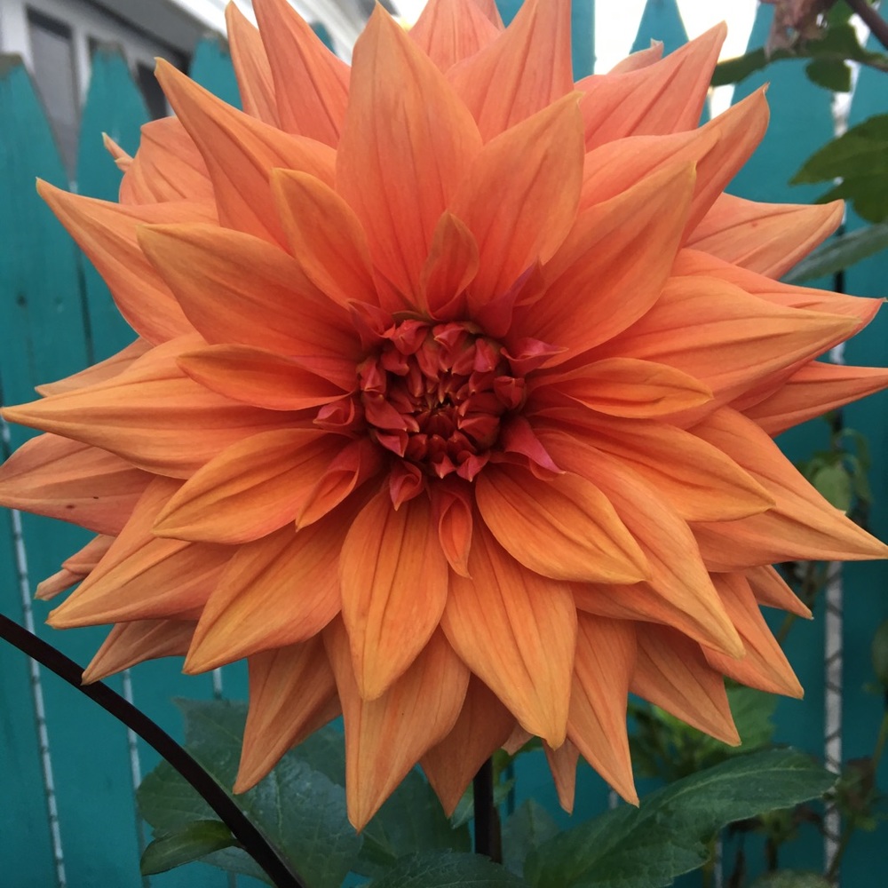 Meet your Posher, Yvette